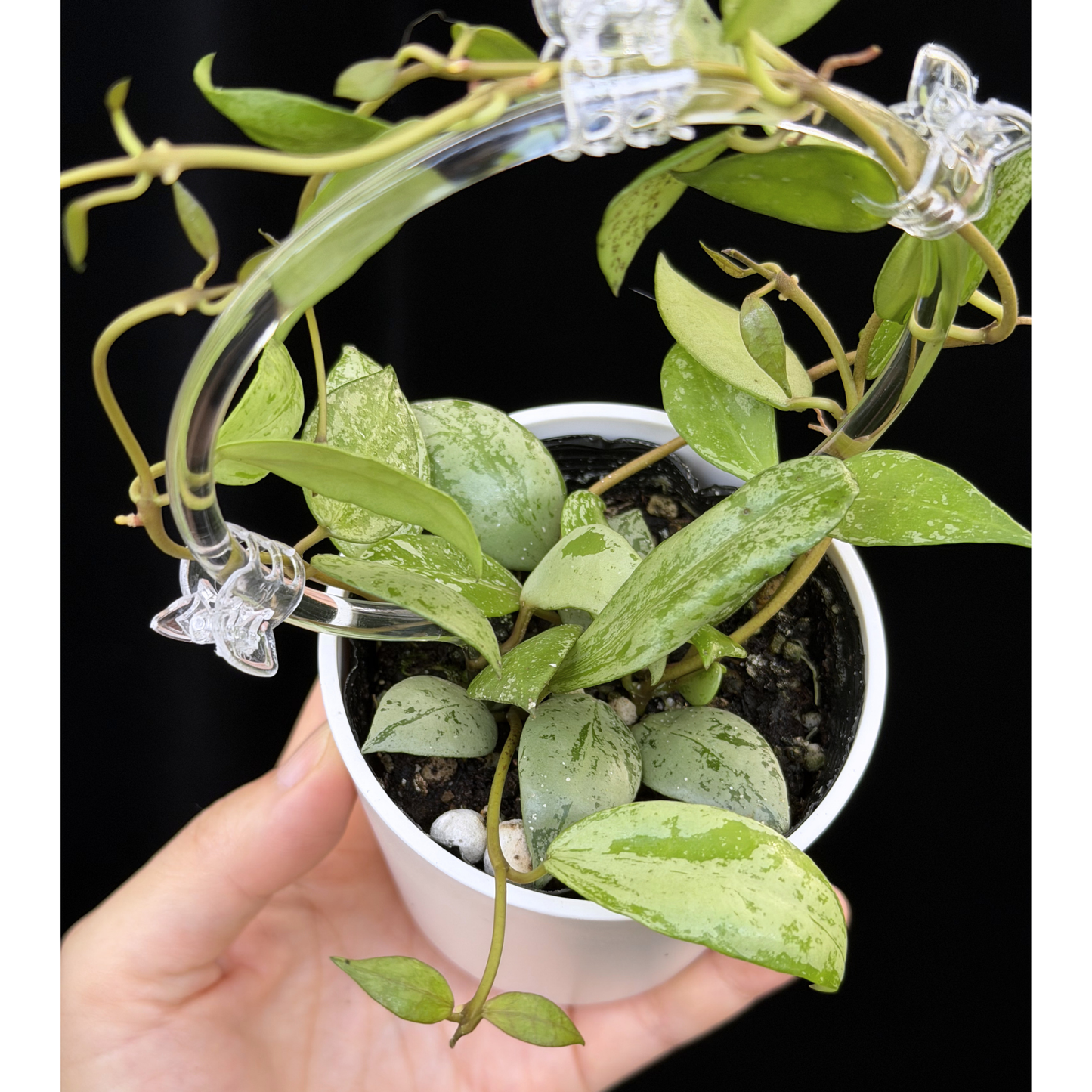【一点もの】ホヤ ラクノーサ スルカタ Hoya lacunosa sulcata クリア支柱Sサイズ