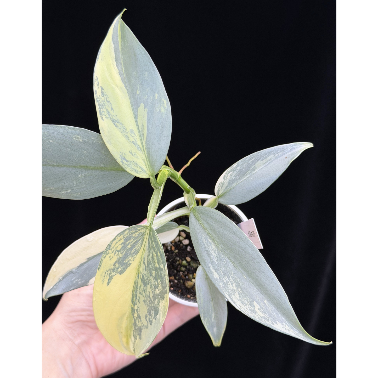 【一点もの】Philodendron Silver Sword Variegata フィロデンドロン シルバーソード シルバーメタル ハスタータム 斑入り レア 希少 20