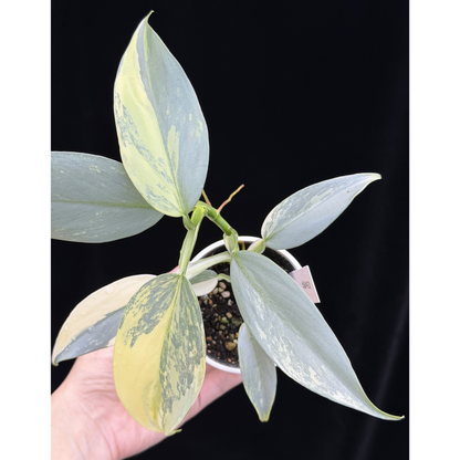 【一点もの】Philodendron Silver Sword Variegata フィロデンドロン シルバーソード シルバーメタル ハスタータム 斑入り レア 希少 20