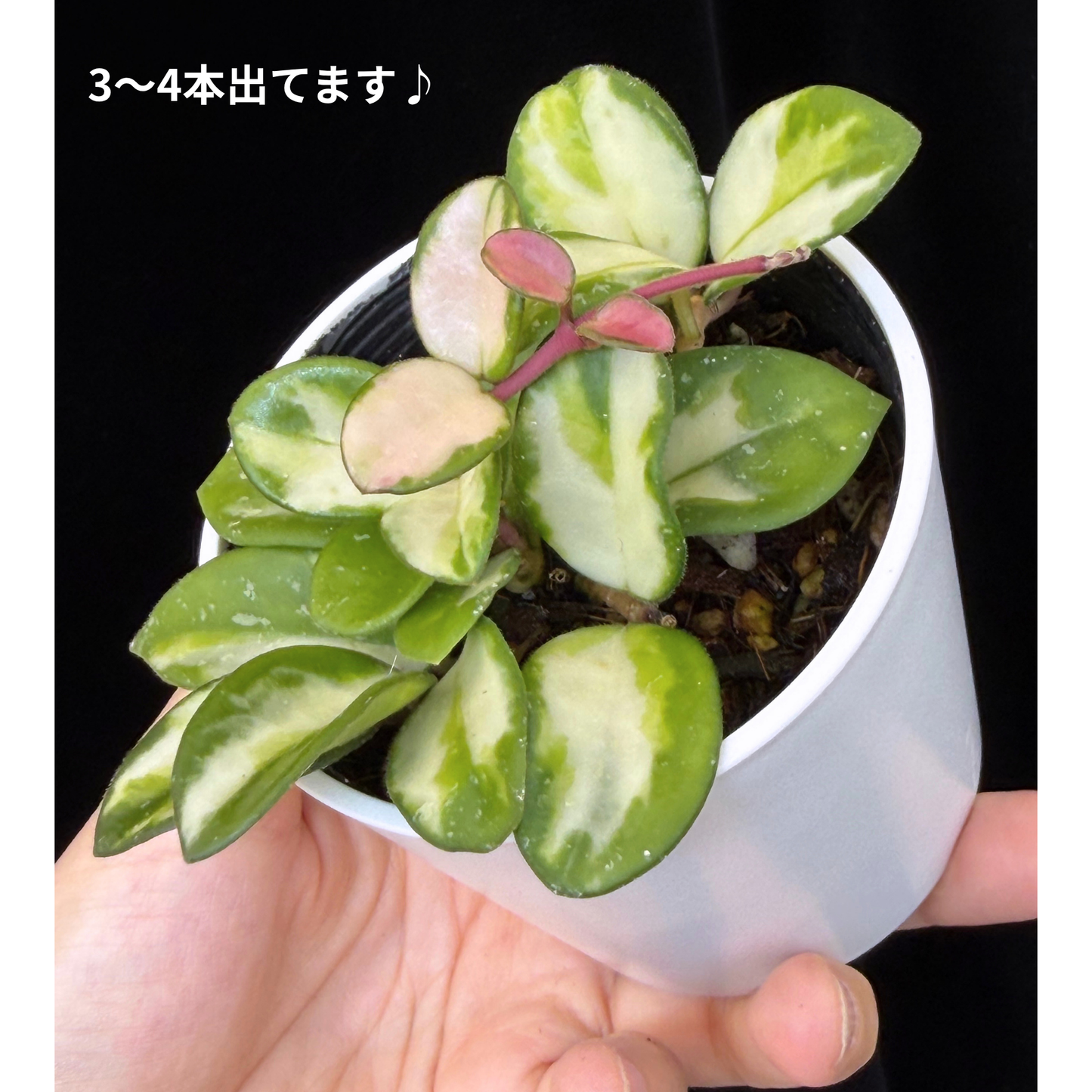 【一点もの】ホヤ マチルダ 内斑入り Hoya mathilde inner variegated 希少 レア