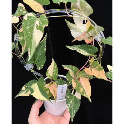 【一点もの販売】ファロピア マルチフローラ 斑入り クリア支柱Mサイズ仕立て Fallopia multiflora 'Variegata'　16