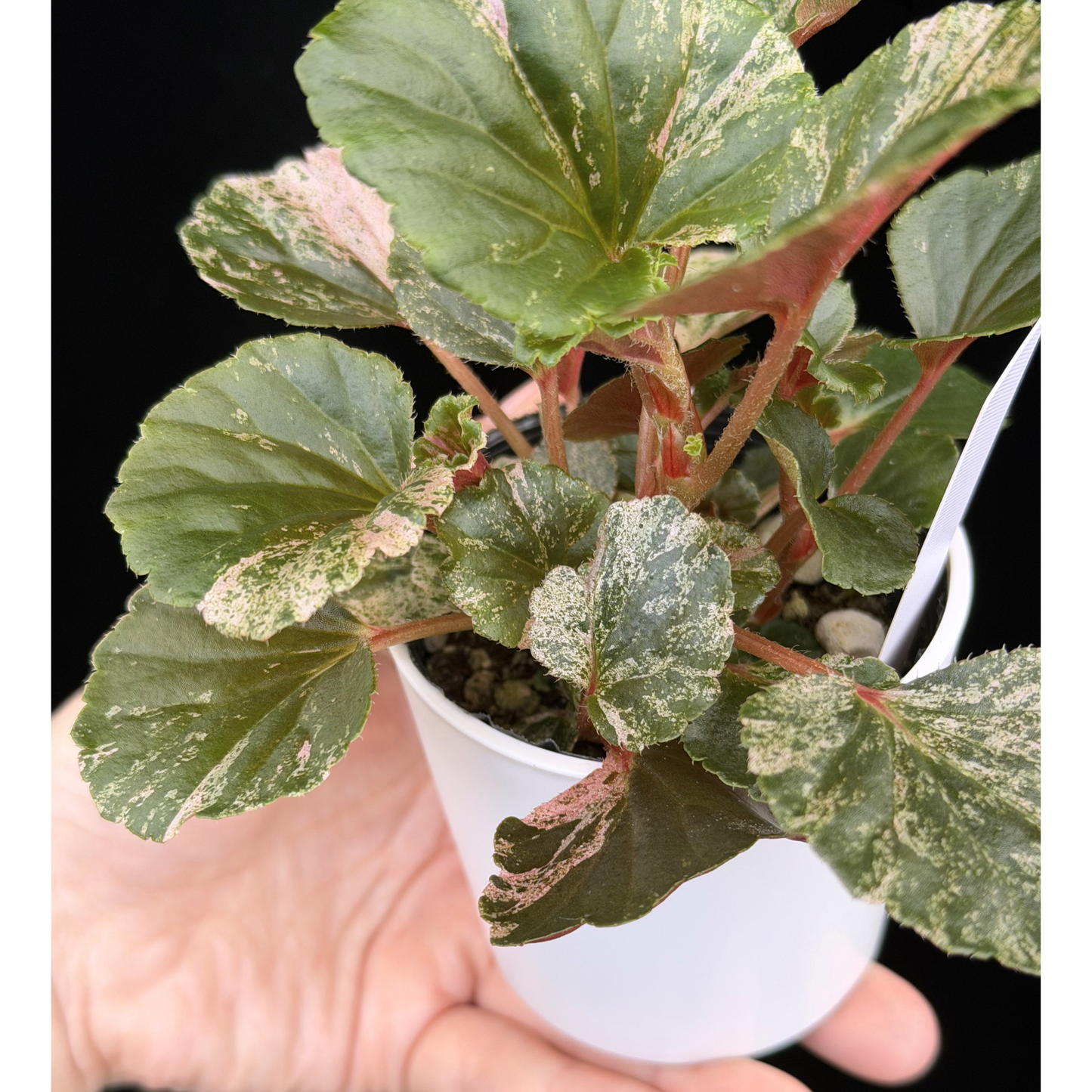 【一点もの】ベゴニア ククラータ ピンク斑入り begonia cucullata Pink variegated 希少 レア 15