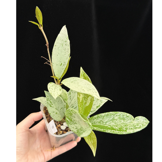 【一点もの】ホヤ プビカリクス シルバーゴースト Hoya Pubicalyx silver ghost 3号 スリット鉢 希少 レア ねこチップ 8