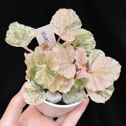 【一点もの】ベゴニア ククラータ ピンク斑入り begonia cucullata Pink variegated 希少 レア 26