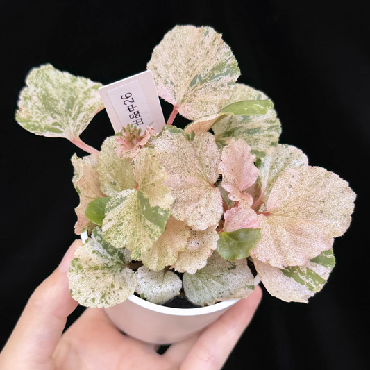 【一点もの】ベゴニア ククラータ ピンク斑入り begonia cucullata Pink variegated 希少 レア 26