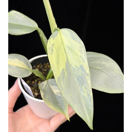 【一点もの】Philodendron Silver Sword Variegata フィロデンドロン シルバーソード 斑入り 4