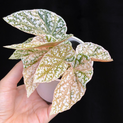 【一点もの】ベゴニア スノーキャップド ピンク斑入り Begonia Snow Capped variegata
