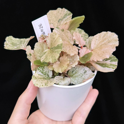 【一点もの】ベゴニア ククラータ ピンク斑入り begonia cucullata Pink variegated 希少 レア 26