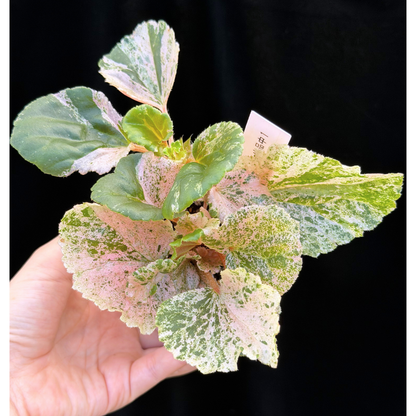 【一点もの】ベゴニア ククラータ ピンク斑入り begonia cucullata Pink variegated 希少 レア 1
