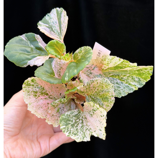 【一点もの】ベゴニア ククラータ ピンク斑入り begonia cucullata Pink variegated 希少 レア 1