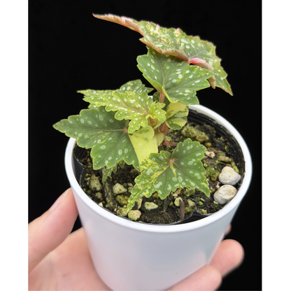 【一点もの】ベゴニア 出雲の煌星 斑入り Izumo no Kiraboshi variegated 希少 激レア