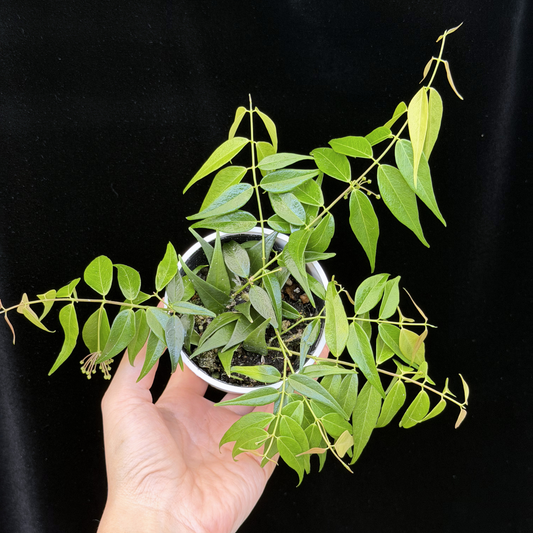 【一点もの】ホヤ レウカンサ 花座付き Hoya leucantha 希少 レア