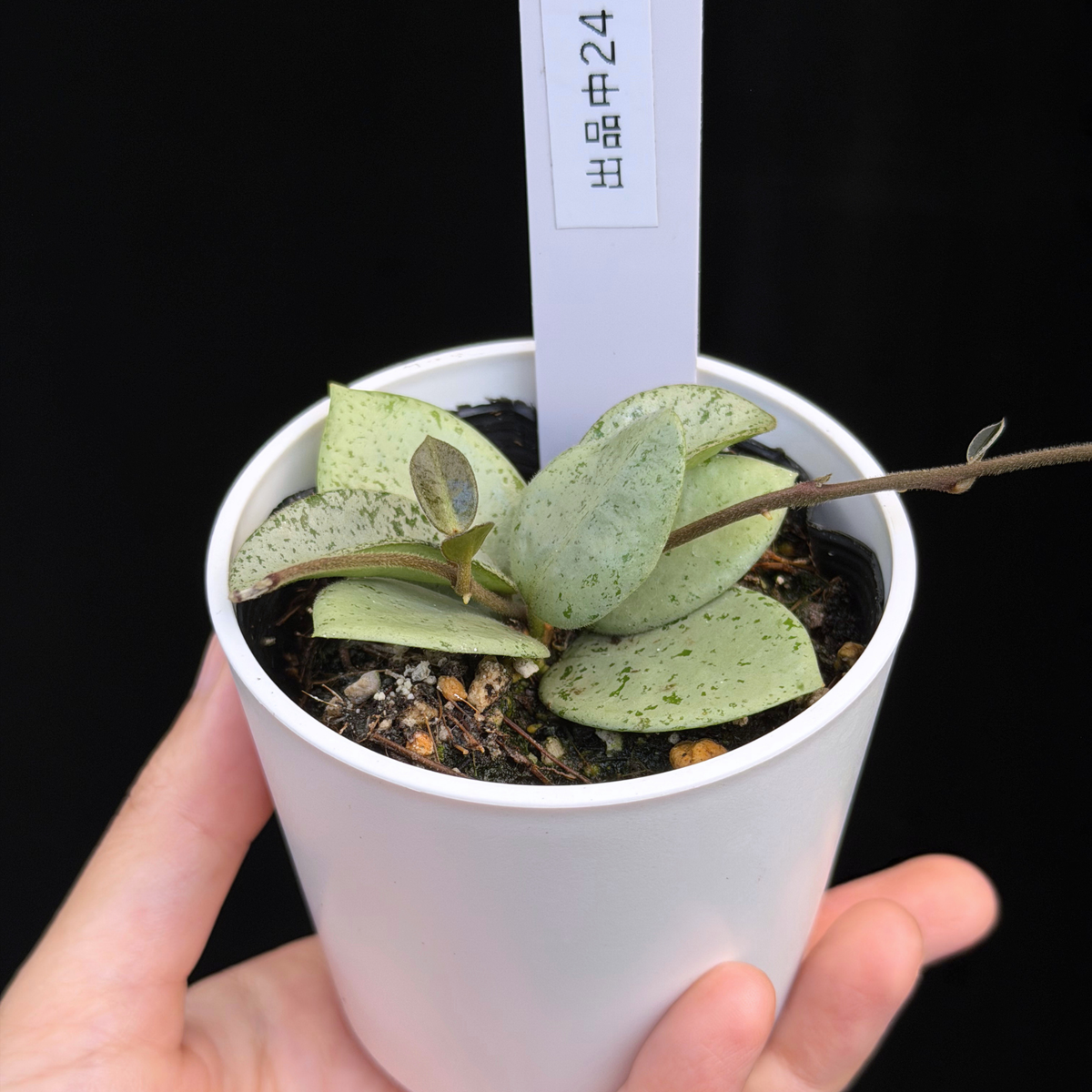 【一点もの】ホヤ マチルダ シルバー Hoya mathilde silver 希少 レア 24