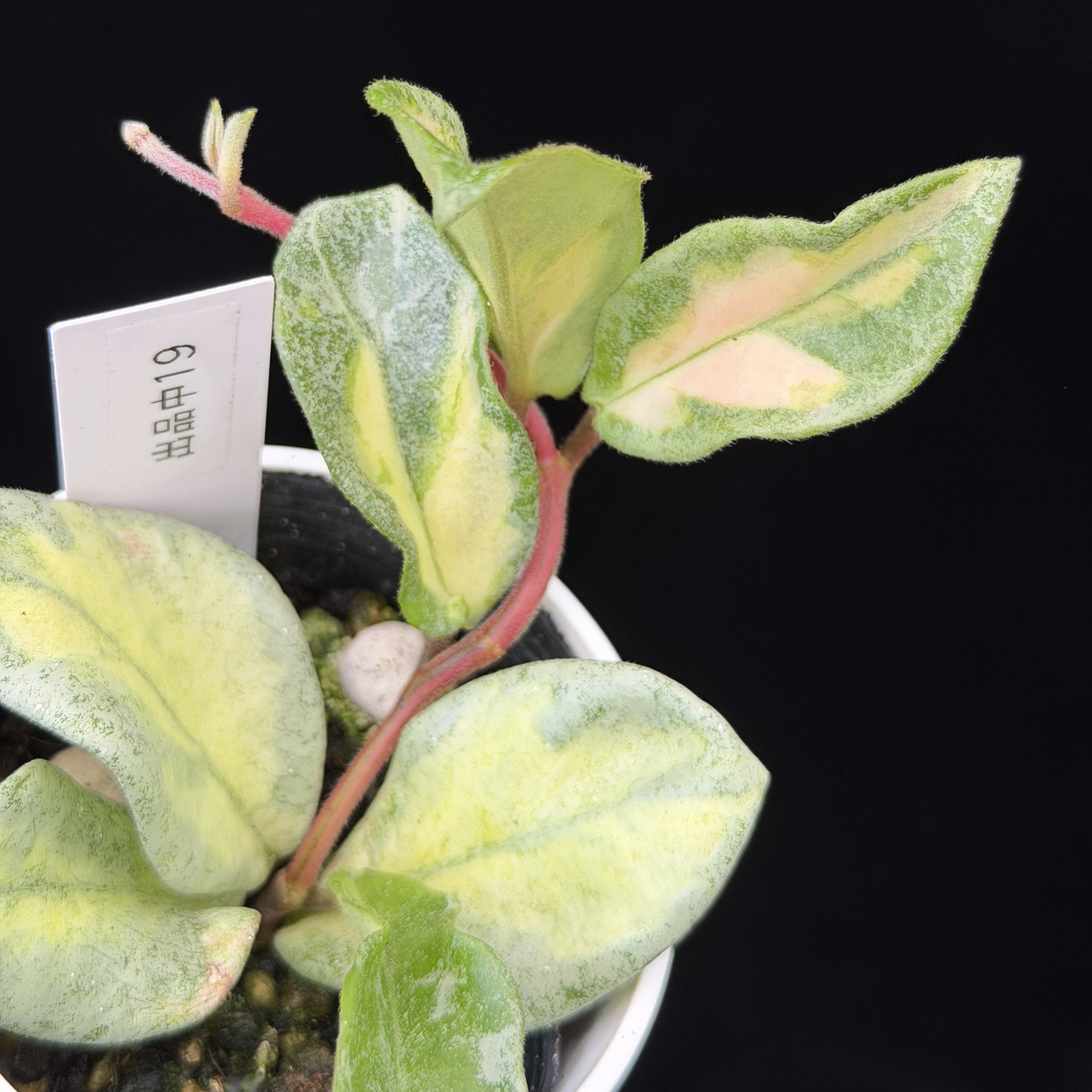 【一点もの】ホヤ・アルゲンティア・プリンセス Hoya carnosa 'Argentea Princess'  希少 レア 19