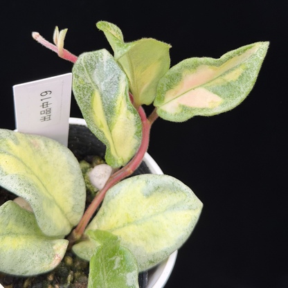 一点もの】ホヤ・アルゲンティア・プリンセス Hoya carnosa 'Argentea