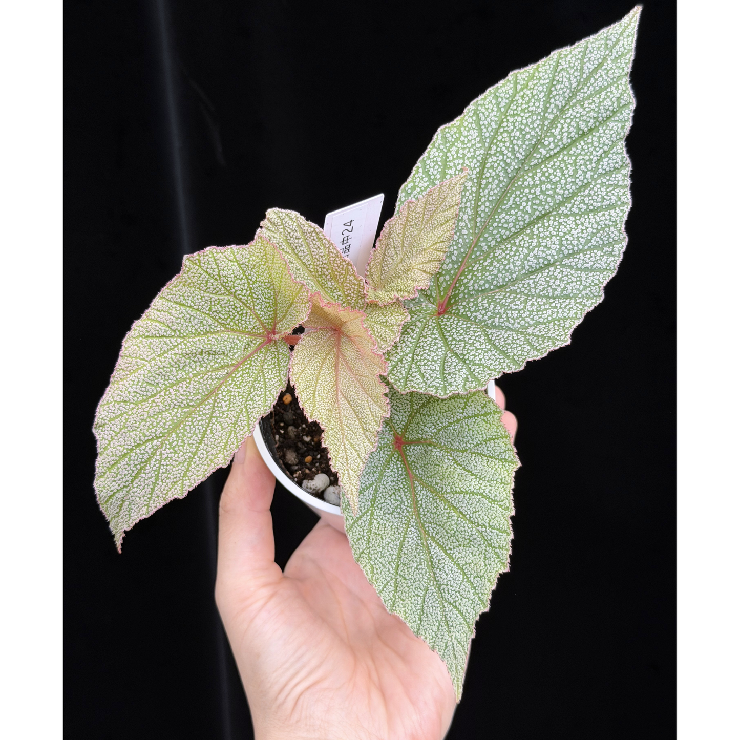 【一点もの】ベゴニア シンバッド Begonia Sinbad 24