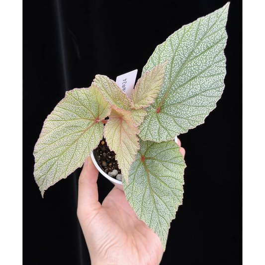 【一点もの】ベゴニア シンバッド Begonia Sinbad 24
