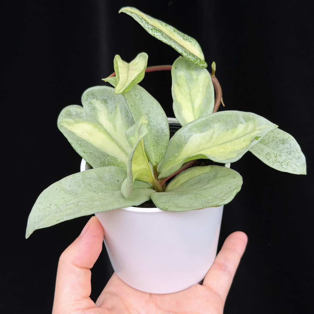 【一点もの】ホヤ・アルゲンティア・プリンセス Hoya carnosa 'Argentea Princess'  希少 レア