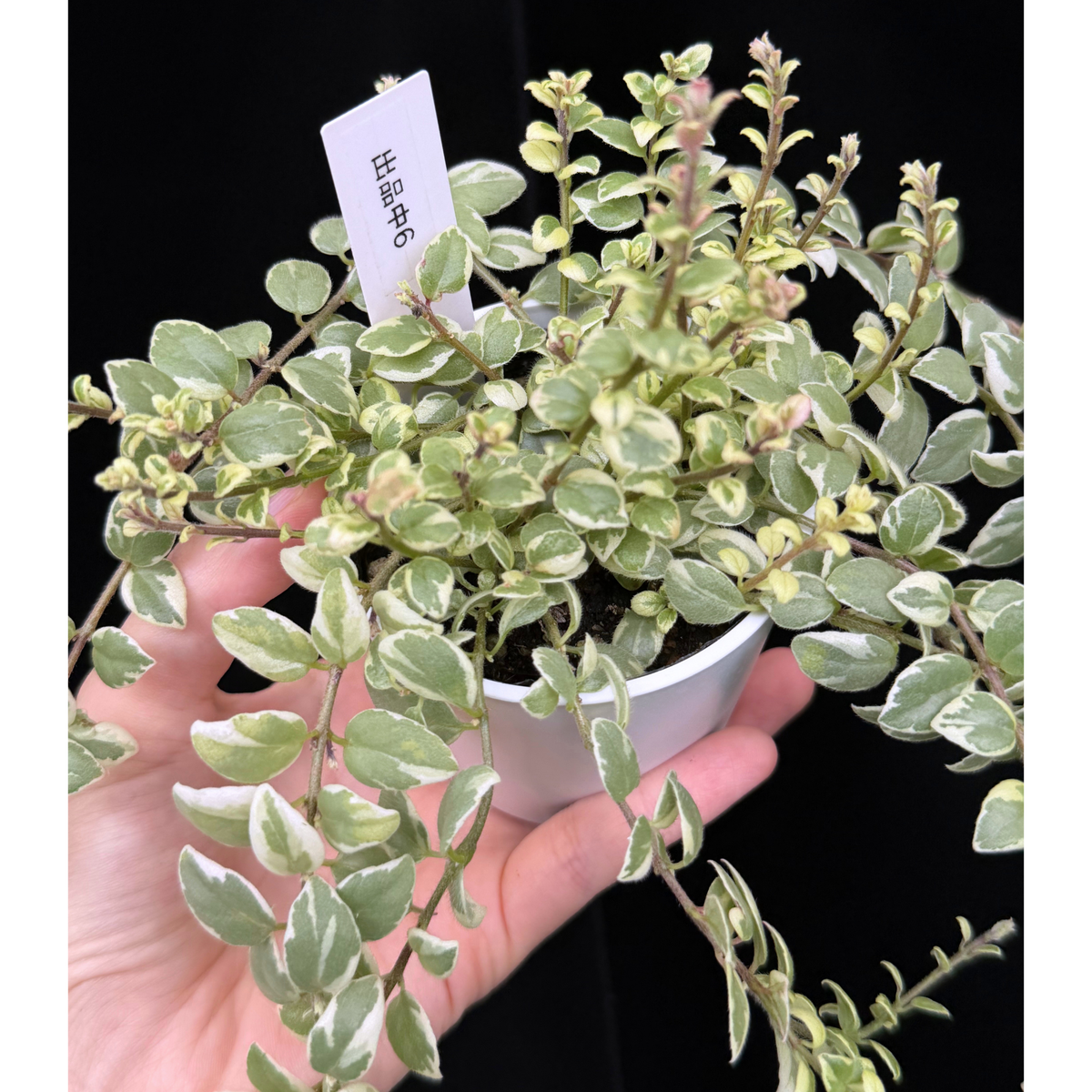 【一点もの】コルムネア ミクロフィラ 斑入り 希少 レア 6