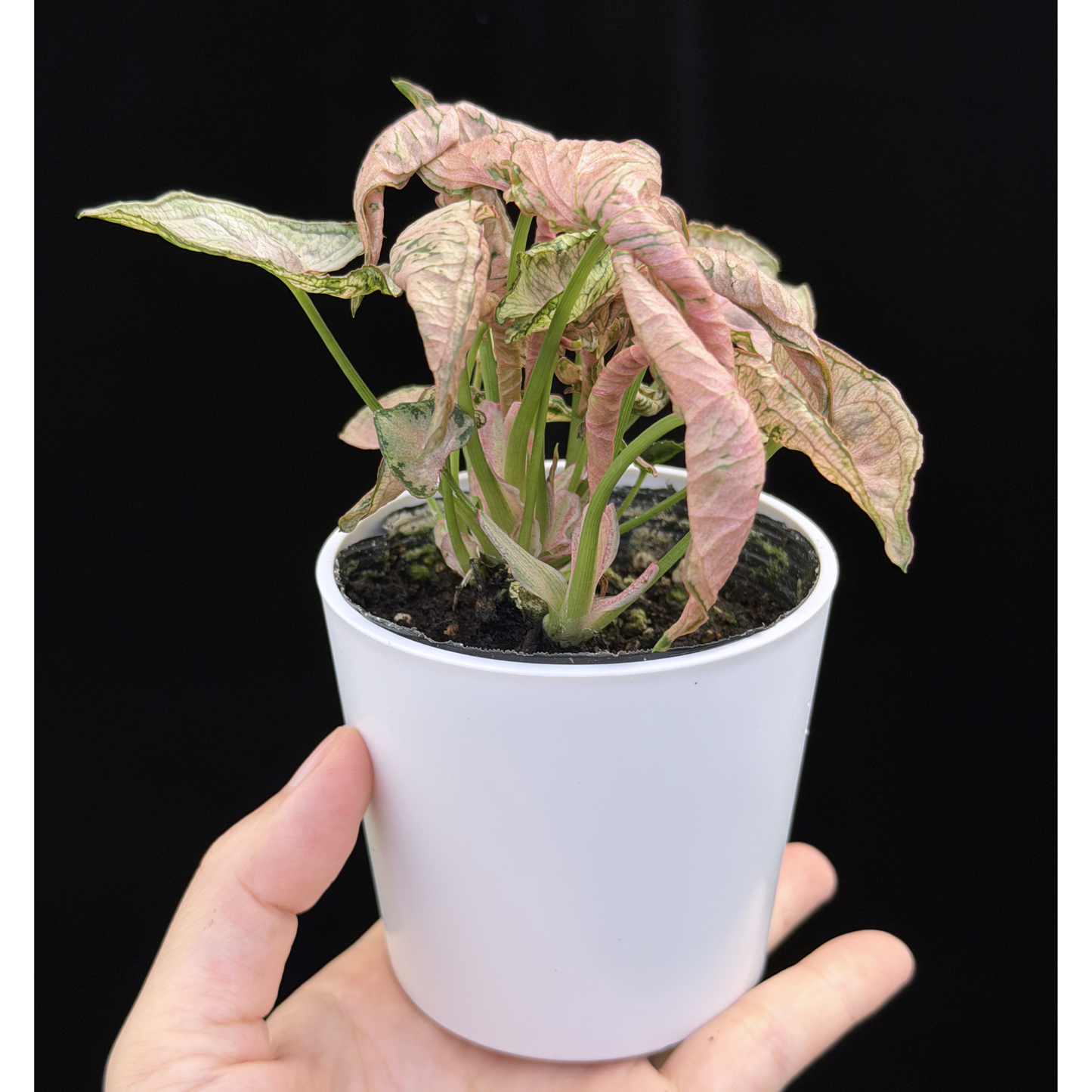 【一点もの】シンゴニウム ピンクローリー Syngonium Pink Rolli