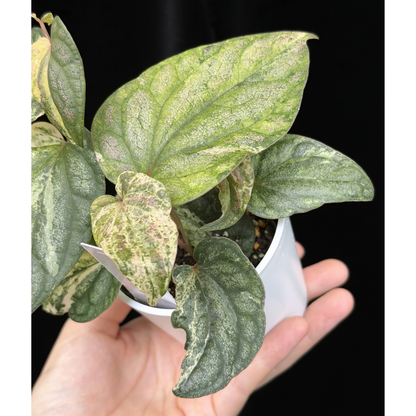 【一点もの】Piper sylvaticum variegated  ピペル シルバティクム斑入り 21