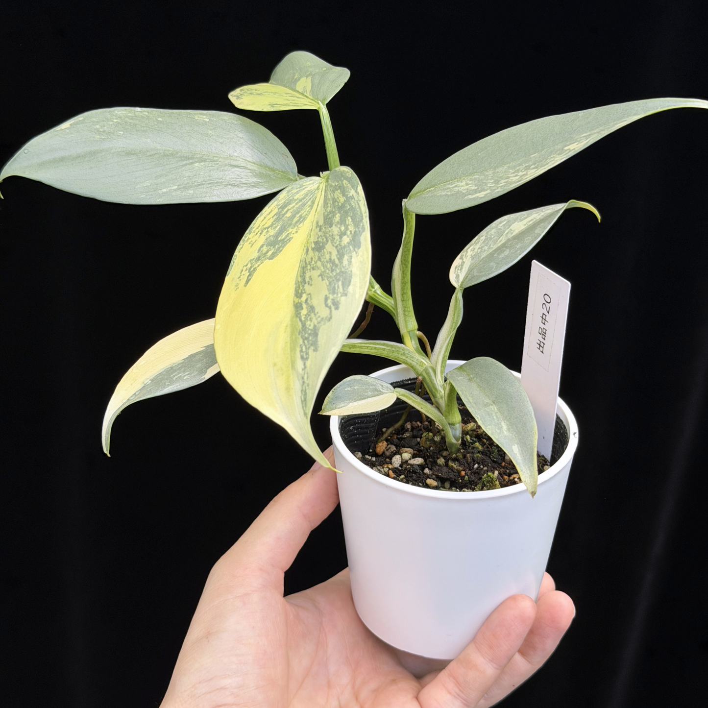 【一点もの】Philodendron Silver Sword Variegata フィロデンドロン シルバーソード シルバーメタル ハスタータム 斑入り レア 希少 20