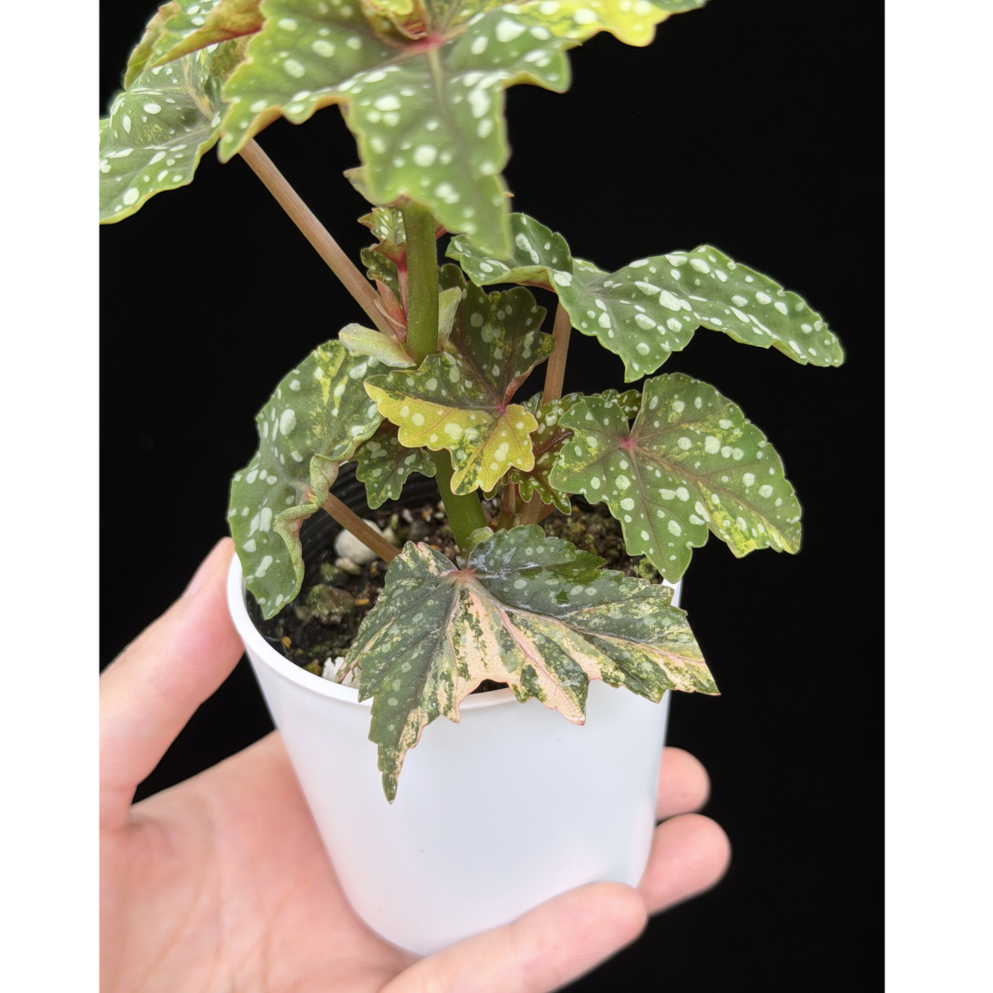 【一点もの】ベゴニア 出雲の煌星 斑入り Izumo no Kiraboshi variegated 希少 激レア
