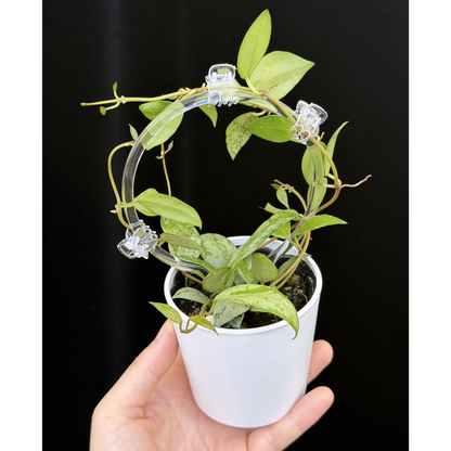 【一点もの】ホヤ ラクノーサ スルカタ Hoya lacunosa sulcata クリア支柱Sサイズ