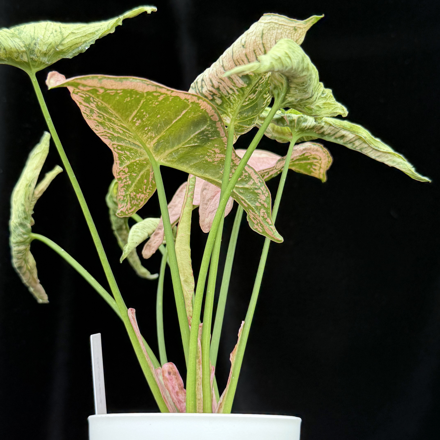 【一点もの】シンゴニウム ピンクローリー Syngonium Pink Rolli 4
