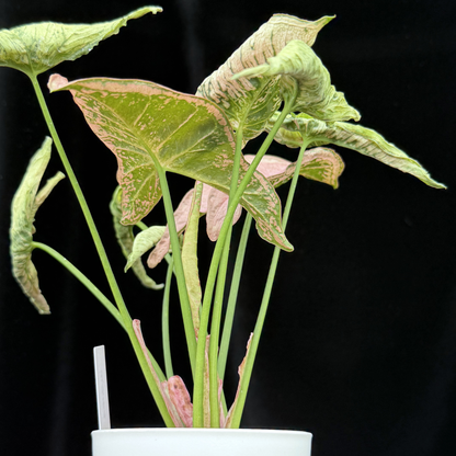 【一点もの】シンゴニウム ピンクローリー Syngonium Pink Rolli 4