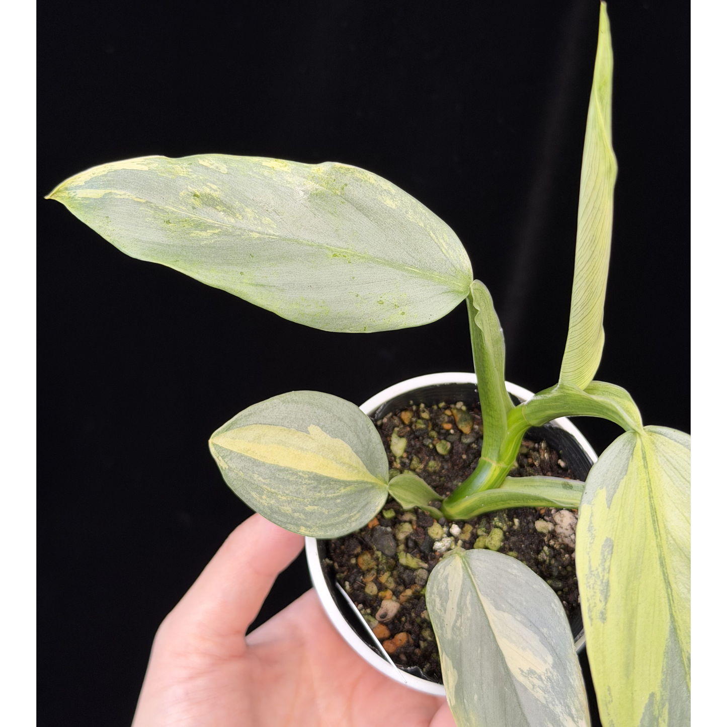【一点もの】Philodendron Silver Sword Variegata フィロデンドロン シルバーソード 斑入り 4