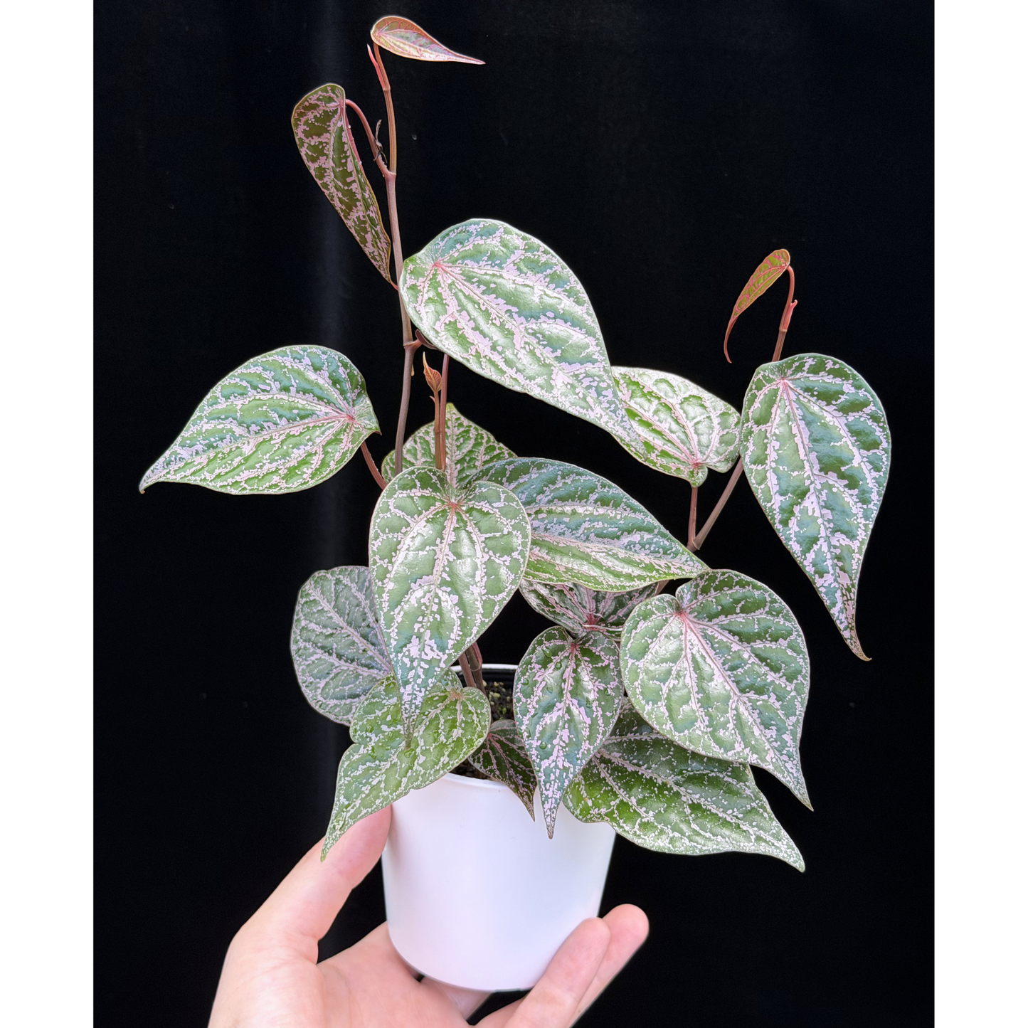 【一点もの】ピペル オルナツム Piper ornatum