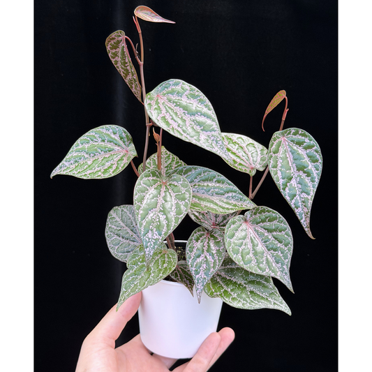 【一点もの】ピペル オルナツム Piper ornatum