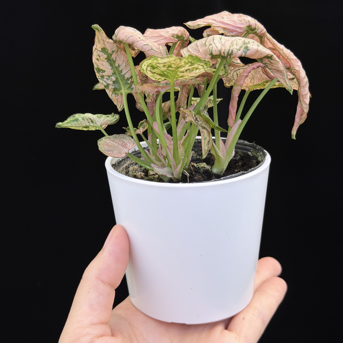 【一点もの】シンゴニウム ピンクローリー Syngonium Pink Rolli