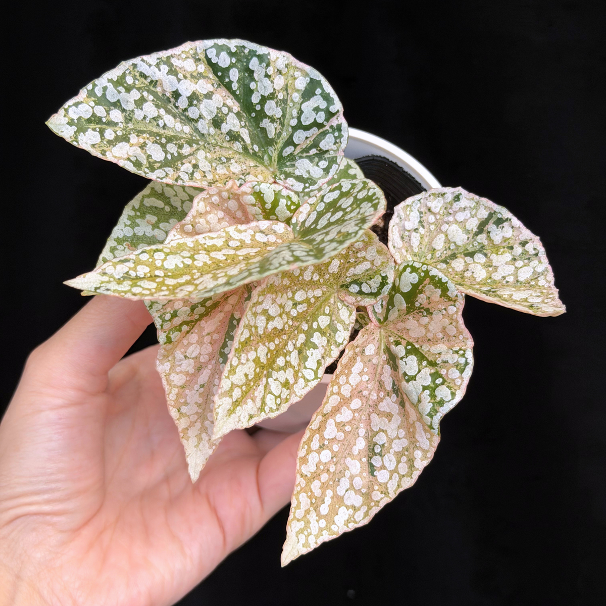 【一点もの】ベゴニア スノーキャップド ピンク斑入り Begonia Snow Capped variegata