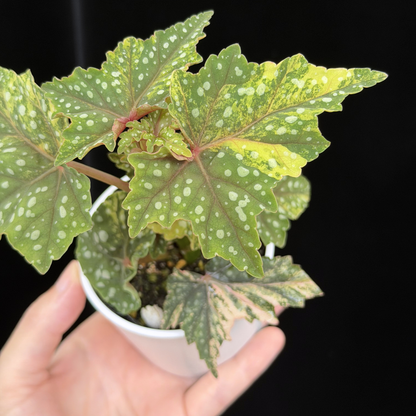【一点もの】ベゴニア 出雲の煌星 斑入り Izumo no Kiraboshi variegated 希少 激レア