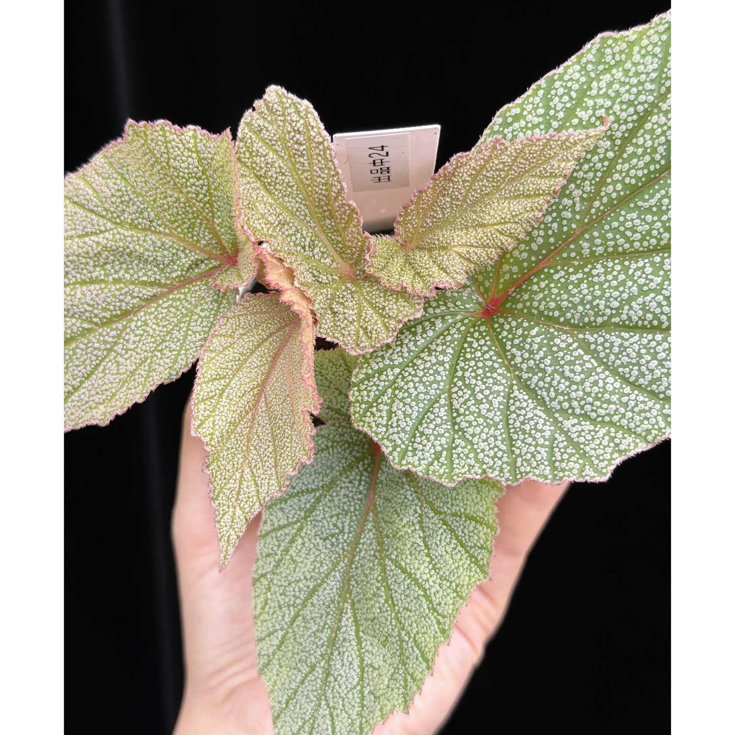 【一点もの】ベゴニア シンバッド Begonia Sinbad 24