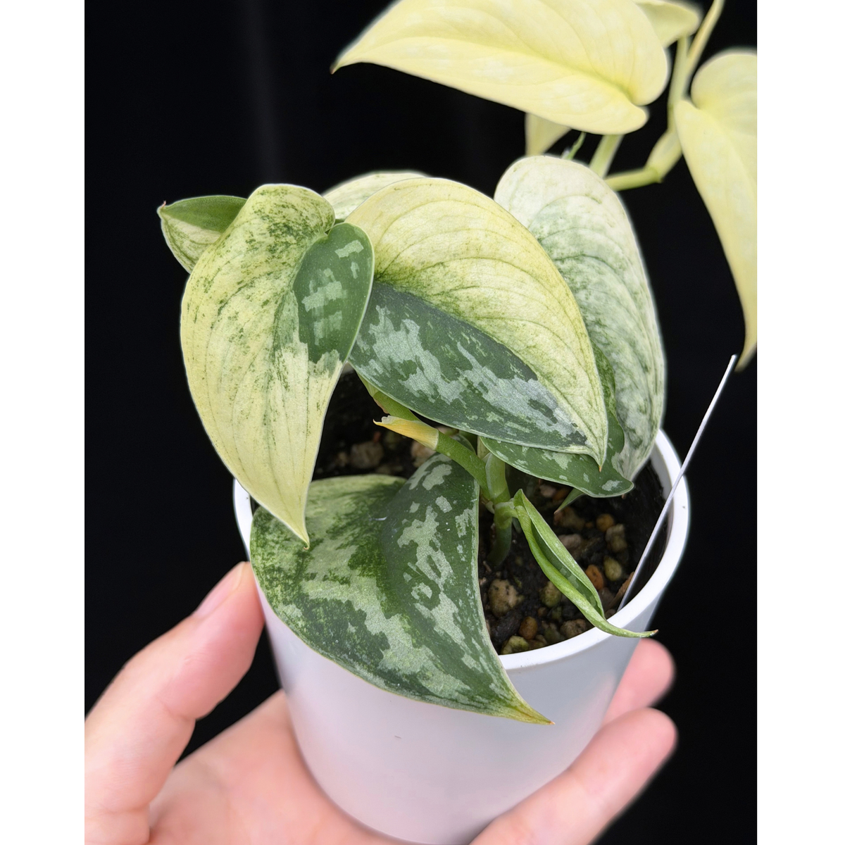 【一点もの】スキンダプサス ピクタス マヤリ Scindapsus Pictus variegata “ｍayari “ 6
