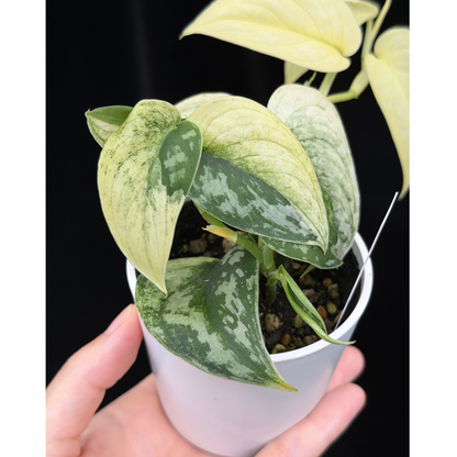【一点もの】スキンダプサス ピクタス マヤリ Scindapsus Pictus variegata “ｍayari “ 6
