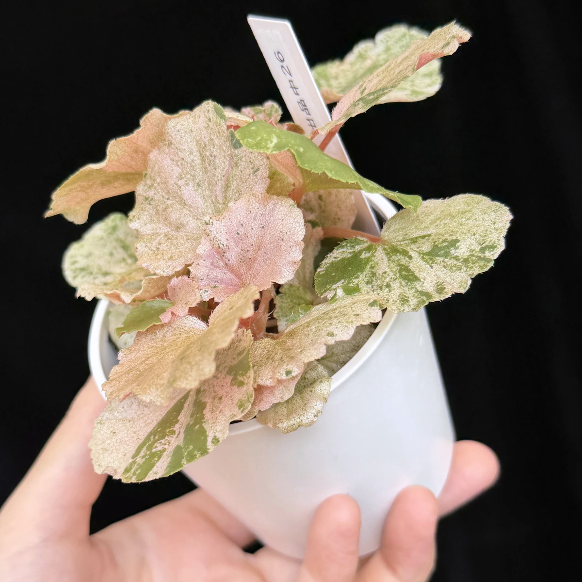 【一点もの】ベゴニア ククラータ ピンク斑入り begonia cucullata Pink variegated 希少 レア 26