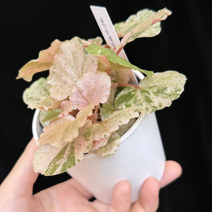 【一点もの】ベゴニア ククラータ ピンク斑入り begonia cucullata Pink variegated 希少 レア 26