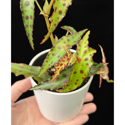 【一点もの】ベゴニア・アンフィオクサス Begonia amphioxus 2.5号