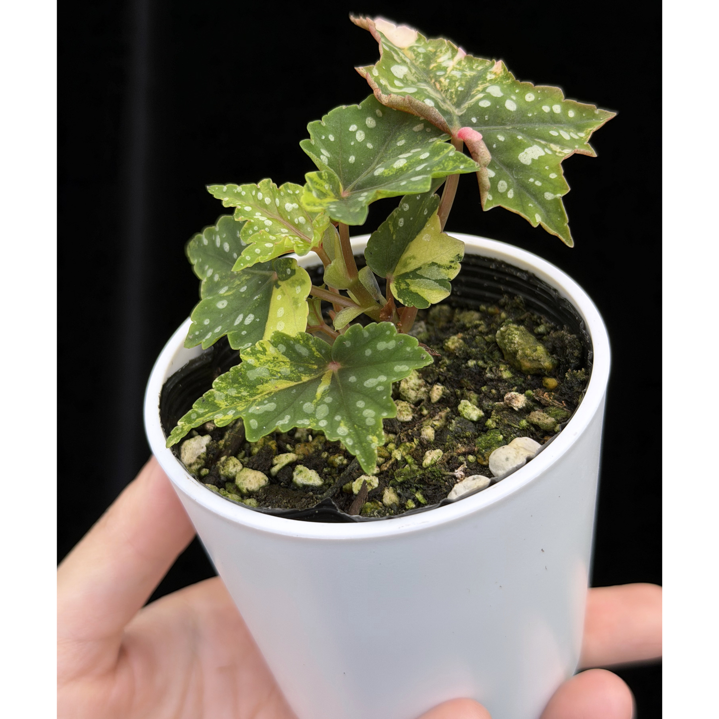 【一点もの】ベゴニア 出雲の煌星 斑入り Izumo no Kiraboshi variegated 希少 激レア