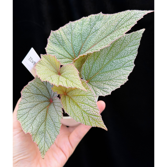【一点もの】ベゴニア シンバッド Begonia Sinbad 22