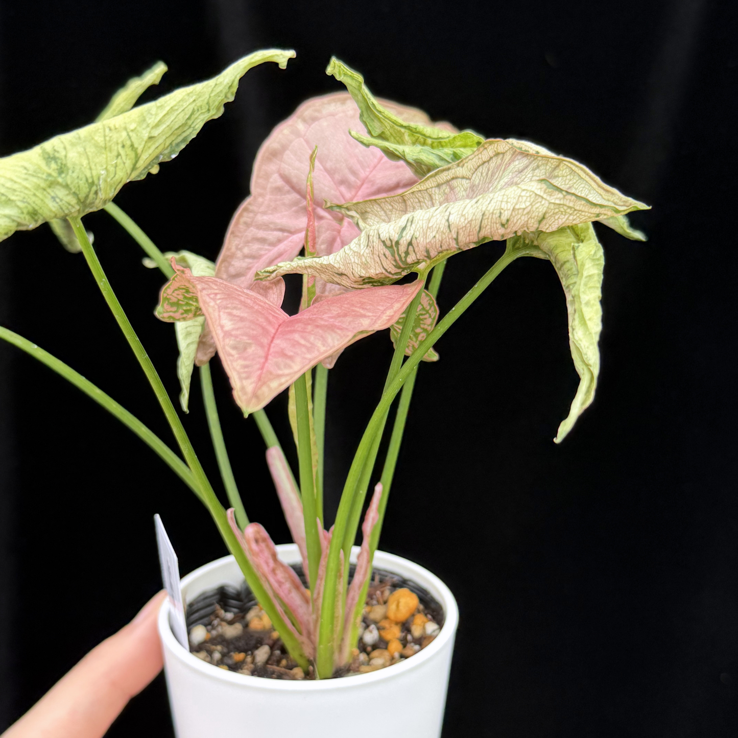 【一点もの】シンゴニウム ピンクローリー Syngonium Pink Rolli 4
