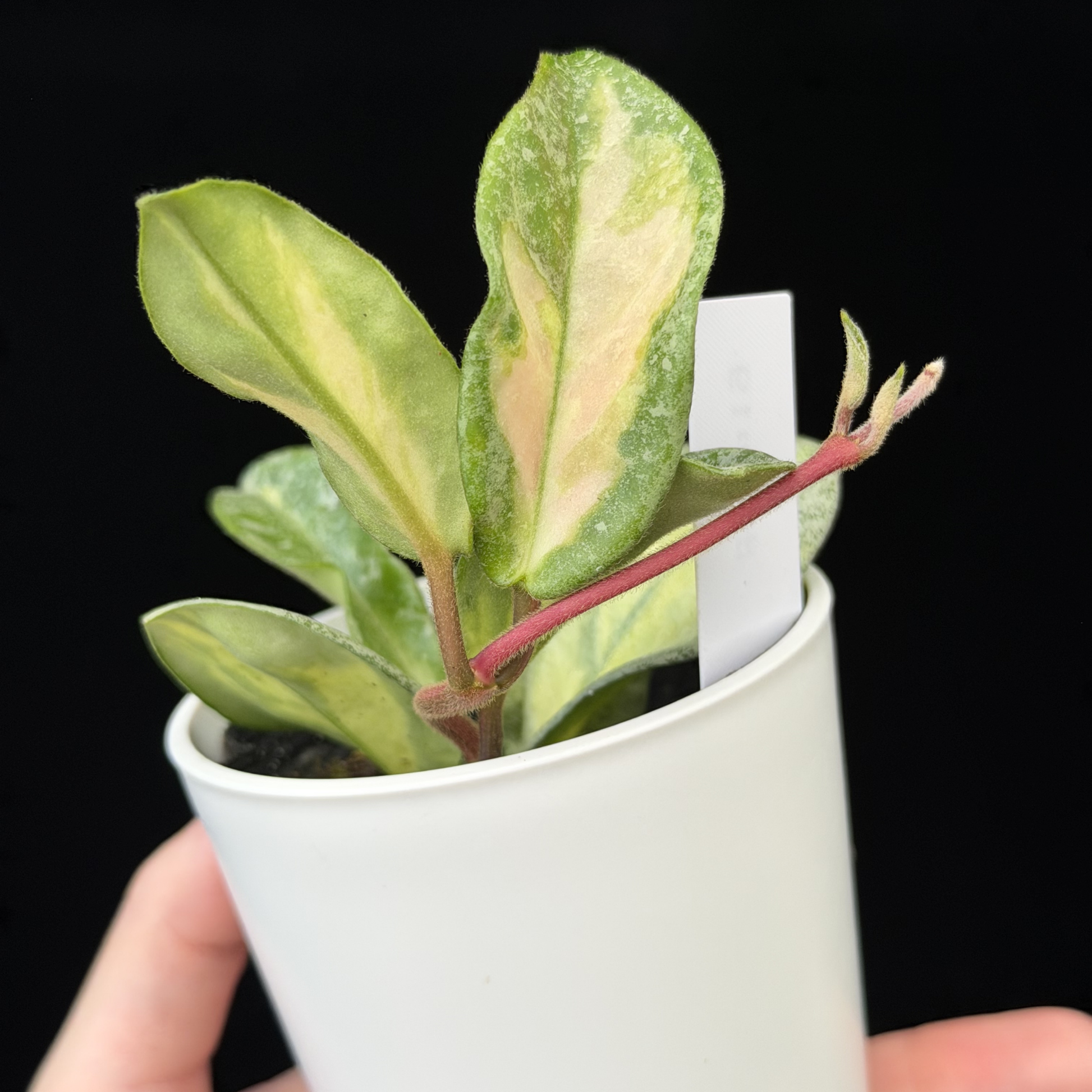 一点もの】ホヤ・アルゲンティア・プリンセス Hoya carnosa 'Argentea