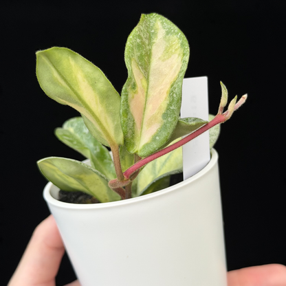 一点もの】ホヤ・アルゲンティア・プリンセス Hoya carnosa 'Argentea