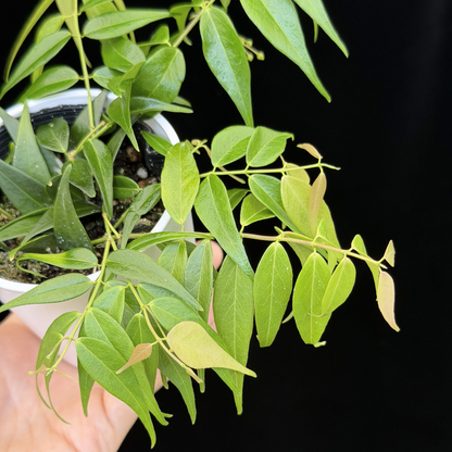 【一点もの】ホヤ レウカンサ 花座付き Hoya leucantha 希少 レア