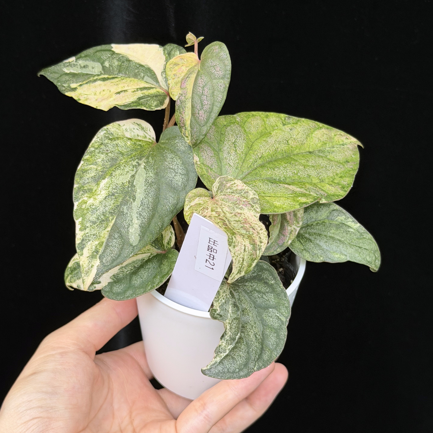 【一点もの】Piper sylvaticum variegated  ピペル シルバティクム斑入り 21
