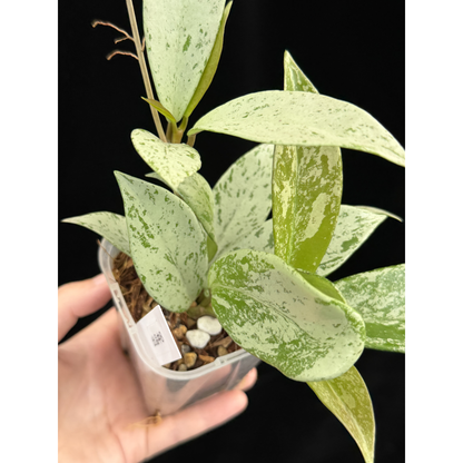 【一点もの】ホヤ プビカリクス シルバーゴースト Hoya Pubicalyx silver ghost 3号 スリット鉢 希少 レア ねこチップ 8